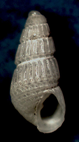 Chrysallida da identificare